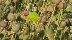 Indickí pestovatelia maku sú zúfalí: Úrodu im ničia papagáje závislé na ópiu