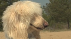 Pán Štefan si kúpil drahého psa, no teraz nemá ani zviera, ani peniaze. Majiteľka si ho vzala späť