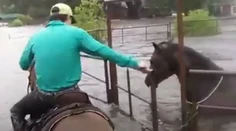 Silné video: Ľudia pred búrkou Harvey nezachraňujú len seba, ale aj bezmocné zvieratá