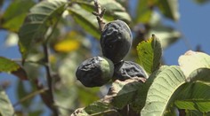 Nájsť krásny zelený orech začína byť raritou. Je zdravé jesť aj čierne, ktoré napadla choroba?