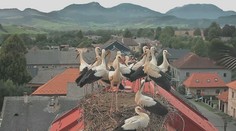 Bociany sa lúčia so Slovenskom. Niektoré však africký piesok menia za sneh