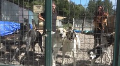 Namiesto utratenia polepšovňa, štvornohí výtržníci sa môžu dostať do CPZ