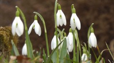 V údolí kvitnú prvé kvety. Nad hlavami majú ale horskú zimu