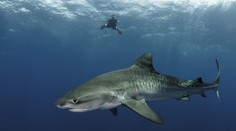 Britského turistu zožral žralok. V žalúdku predátora našli ruku aj s obrúčkou