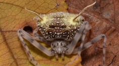 Oklamal aj vedcov. V Amazónii objavili pavúka s desivým vzhľadom, ktorý predstiera smrť veľmi presvedčivým spôsobom