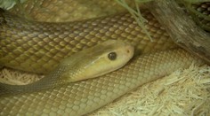 Desiatky jedovatých plazov a hadov chová v domčeku, hneď vedľa bytovky