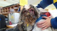 Zúbožený psík už nepripomínal živú bytosť: Museli ho uspať, aby ho bolesť nezabila