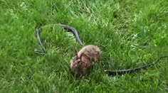 Takýto boj, ste asi ešte nevideli. Králik napadol hada