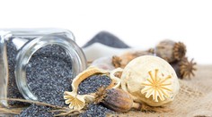 Polícia našla mak na výrobu ópia v hodnote 500 miliónov dolárov