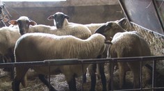 Veľká noc bez obľúbeného bieleho zlata. Rozhodnutie súvisí s opatreniami proti šíreniu slintačky a krívačky