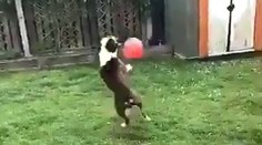 Bravúrne spracovanie. Ollieho prvý dotyk s loptou si zaručene pozriete viackrát