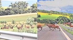 VIDEO: Vodič na východe Slovenska zostal v nemom úžase. Cestu mu skrížilo stádo jeleňov