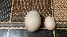 Žena našla takéto veľké vajce. To, čo objavila vo vnútri, ju poriadne prekvapilo