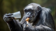 Tragédia v českej zoo: Za smrť najstaršieho šimpanza môžu hlučné ohňostroje