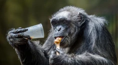 Tragédia v českej zoo: Za smrť najstaršieho šimpanza môžu hlučné ohňostroje