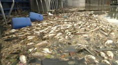 Záhada na rieke Laborec: Čistá voda vyplavuje množstvo mŕtvych rýb