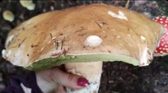 Úlovky ako zo sna. Slovákom sa tento rok podarilo nájsť gigantické huby, niektoré majú štvorcifernú váhu