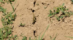 Na Slovensku je od marca na mnohých miestach veľmi významné sucho, upozorňuje klimatológ