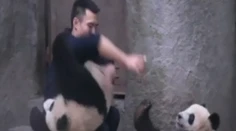 Rozkošné pandy nechcú lieky! Pozrite sa, ako "zametajú" s ošetrovateľom