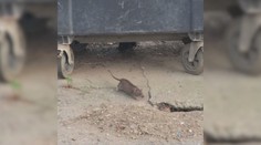 V Petržalke evidujú zvýšený počet potkanov. Neplechu robia aj na autách