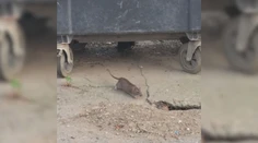 V Petržalke evidujú zvýšený počet potkanov. Neplechu robia aj na autách