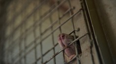 FOTO: V Anglicku objavili potkana veľkého ako pes. Snímku hlodavca využili na kritiku vlády