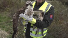 Nad Slovenskom zvykne iba preletieť. Vzácneho dravca teraz zachránili, keď sa topil vo Váhu