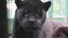 Bojnická ZOO prišla o ďalšiu šelmu. Samica jaguára amerického mala neuveriteľný vek