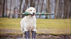 Koniec týždňa nám v počasí neprinesie nič dobré