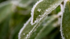 Zlá správa pre záhradkárov. Na väčšine Slovenska hrozí prízemný mráz