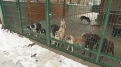 Zachráneným psom z množiarne pri Topoľčanoch svitá na lepšie časy. Čoraz viac z nich sa teší novým rodinám