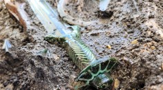 Skoro ako nový. V Nemecku našli mimoriadne dobre zachovaný meč zo staroveku