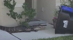 VIDEO: Muža prekvapil pred domom aligátor. Zbavil sa ho originálnym spôsobom