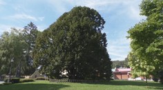 Turisti veria, že ide o najstaršiu lipu na Slovensku. Informačné tabule sa však v Bojniciach asi budú prepisovať