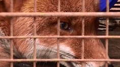 V Šahách drzé líšky vyprevádzajú deti na autobus do školy