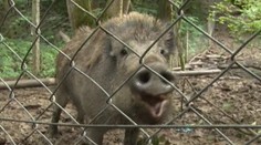 Diviačia rodinka sa poriadne vybláznila. Nechali spúšť na zaplakanie