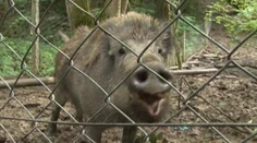 Diviačia rodinka sa poriadne vybláznila. Nechali spúšť na zaplakanie
