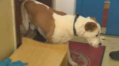 Prechádzka chlapca (5) s babkou sa zmenila na nočnú moru. Do ich psíka sa zahryzol statný staford