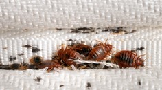 Nepríjemný hmyz potrápil domácnosti na juhu Slovenska. Mnohé z nich podstúpili dezinsekciu