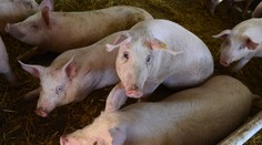 Pre zákaz vývozu sa na farmách hromadia ošípané. Prerastené bravy už nikto kupovať nechce