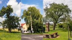 O titul Strom roka 2024 opäť bojuje 12 najzaujímavejších stromov z celého Slovenska (ANKETA)