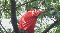 Začína sa čerešňová sezóna: Ľudia sedia na stromoch ako vrabce