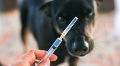 Stačilo jedno škrabnutie od túlavého psa. Po dovolenke prišla smrteľná diagnóza