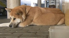 Psia láska nekladie podmienky. Pes týždeň čakal pred nemocnicou na chorú majiteľku