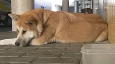 Psia láska nekladie podmienky. Pes týždeň čakal pred nemocnicou na chorú majiteľku