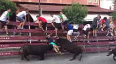 VIDEO: Zábery len pre silné povahy. Dvojica býkov doslova rozniesla muža