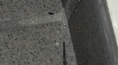 Doma našiel jedného z najväčších pavúkov žijúcich na Slovensku. Ako veľmi je nebezpečný?