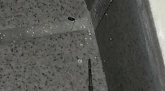 Doma našiel jedného z najväčších pavúkov žijúcich na Slovensku. Ako veľmi je nebezpečný?