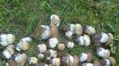 Hubárska sezóna v plnom prúde. Na jednom mieste našiel 78 dubákov