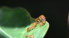 Úrady na Havaji varujú, že na ľudí môžu pršať  „ohnivé“ mravce. Ich bodnutie spôsobuje bolestivé rany